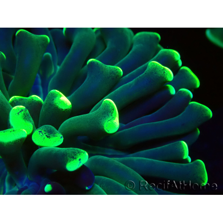 WYSIWYG Euphyllia ancora (Maricoltura acclimatata sotto LED) 15 (Scheletro 5 cm/ Aperto 10 cm)