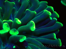 WYSIWYG Euphyllia ancora(Mariculture acclimaté sous LED) 15 (Skeleton 5 cm/Open 10 cm)