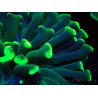 WYSIWYG Euphyllia ancora (Maricultured acclimated under LED) 15 (Skeleton 5 cm/Open 10 cm)