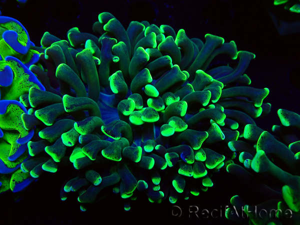 WYSIWYG Euphyllia ancora(Mariculture acclimaté sous LED) 16 (Skeleton 5 cm/Open 9 cm)