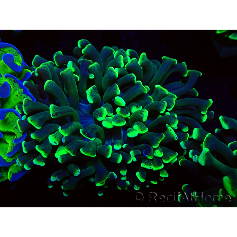 WYSIWYG Euphyllia ancora (Maricultured, acclimated under LED) 16 (Skeleton 5 cm/Open 9 cm)