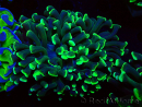 WYSIWYG Euphyllia ancora (Marikultur, akklimatisiert unter LED) 16 (Skelett 5 cm/Geöffnet 9 cm)