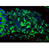 WYSIWYG Euphyllia ancora (Marikultur, akklimatisiert unter LED) 16 (Skelett 5 cm/Geöffnet 9 cm)