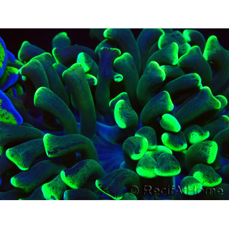 WYSIWYG Euphyllia ancora(Mariculture acclimaté sous LED) 16 (Skeleton 5 cm/Open 9 cm)