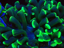 WYSIWYG Euphyllia ancora (Marikultur, akklimatisiert unter LED) 16 (Skelett 5 cm/Geöffnet 9 cm)