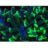 WYSIWYG Euphyllia ancora (Maricultured, acclimated under LED) 16 (Skeleton 5 cm/Open 9 cm)