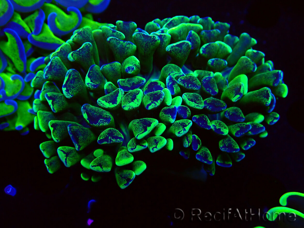 WYSIWYG Euphyllia ancora (Marikultur, akklimatisiert unter LED) 2 (Skelett 7 cm/Geöffnet 10 cm)