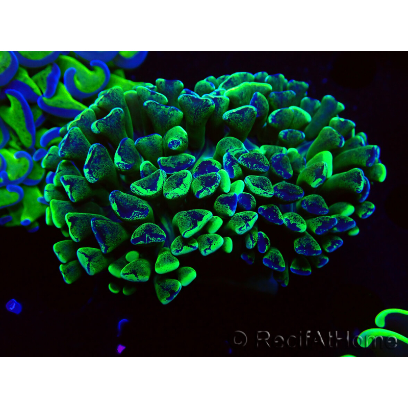 WYSIWYG Euphyllia ancora (Mariculture acclimaté sous LED) 18B5 (Skeleton 3.5 cm/Open 5 cm)