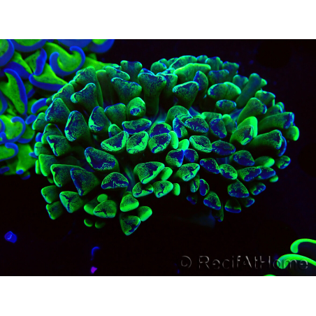 WYSIWYG Euphyllia ancora(Mariculture acclimaté sous LED) 2 (Skeleton 7 cm/Open 10 cm)