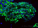 WYSIWYG Euphyllia ancora (Marikultur, akklimatisiert unter LED) 2 (Skelett 7 cm/Geöffnet 10 cm)