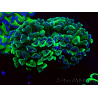 WYSIWYG Euphyllia ancora (Mariculture acclimaté sous LED) 18B5 (Skeleton 3.5 cm/Open 5 cm)