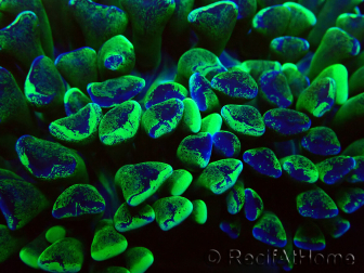 WYSIWYG Euphyllia ancora (Maricultura aclimatada bajo LED) 2 (Esqueleto 7 cm/Abierto 10 cm)