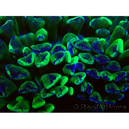 WYSIWYG Euphyllia ancora(Mariculture acclimaté sous LED) 2 (Skeleton 7 cm/Open 10 cm)