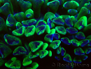 WYSIWYG Euphyllia ancora (Mariculture acclimated under LED) 2 (Skeleton 7 cm/Open 10 cm)