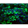 WYSIWYG Euphyllia ancora (Mariculture acclimaté sous LED) 18B5 (Skeleton 3.5 cm/Open 5 cm)