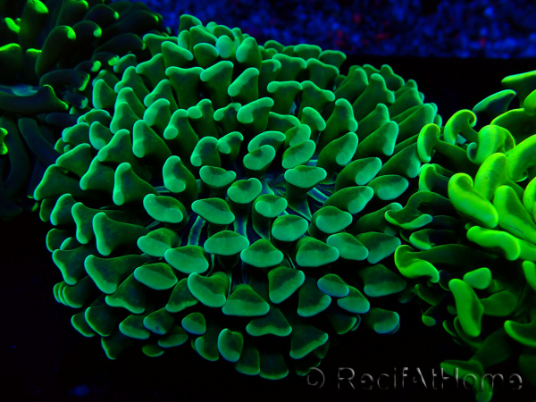 WYSIWYG Euphyllia ancora (Marikultur unter LED akklimatisiert) 7 (Skelett 7 cm/offen 11 cm)