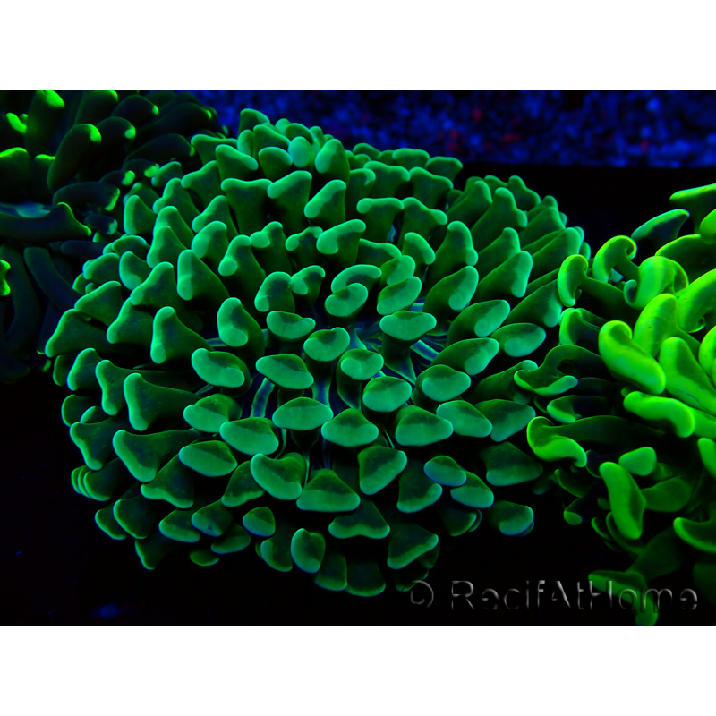 WYSIWYG Euphyllia ancora (Maricultured acclimated under LED) 7 (Skeleton 7 cm/Open 11 cm)