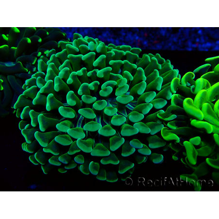 WYSIWYG Euphyllia ancora(Mariculture acclimaté sous LED) 7 (Skeleton 7 cm/Open 11 cm)