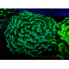 WYSIWYG Euphyllia ancora (Maricultured acclimated under LED) 7 (Skeleton 7 cm/Open 11 cm)
