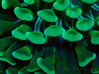 WYSIWYG Euphyllia ancora (Maricultura acclimatata sotto LED) 7 (Scheletro 7 cm/Aperto 11 cm)