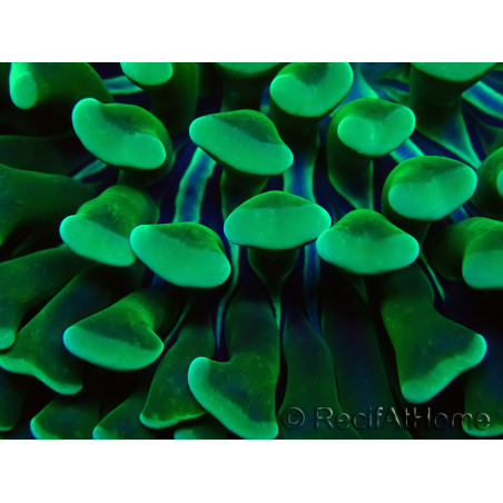 WYSIWYG Euphyllia ancora (Mariculture acclimaté sous LED) 18C4 (Skeleton 4 cm/Open 6 cm)