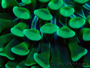 WYSIWYG Euphyllia ancora (Maricultura aclimatada bajo LED) 7 (Esqueleto 7 cm/Abierto 11 cm)