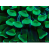 WYSIWYG Euphyllia ancora (Maricultura aclimatada bajo LED) 7 (Esqueleto 7 cm/Abierto 11 cm)