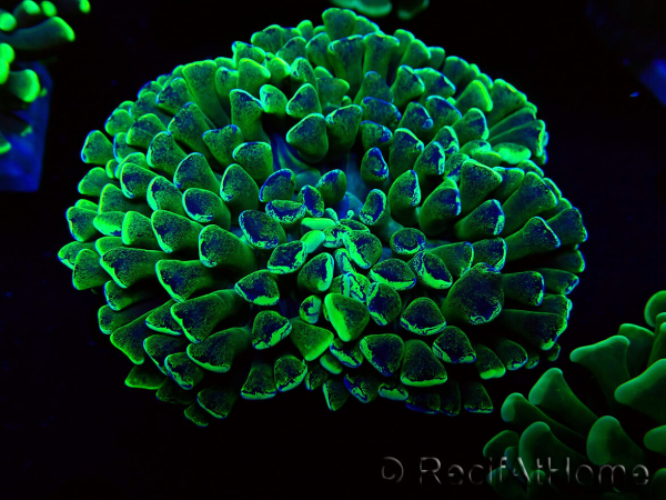 WYSIWYG Euphyllia ancora (Mariculture acclimaté sous LED) 18C5 (Skeleton 4 cm/Open 6 cm)