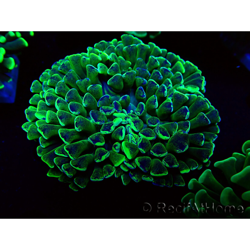 WYSIWYG Euphyllia ancora (Mariculture acclimated under LED) 8 (Skeleton 6 cm/Open 12 cm)