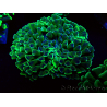 WYSIWYG Euphyllia ancora (Mariculture acclimated under LED) 8 (Skeleton 6 cm/Open 12 cm)