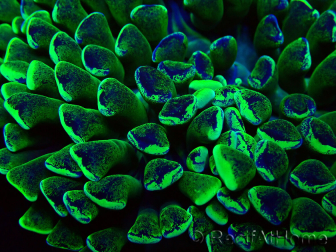 WYSIWYG Euphyllia ancora (Maricultura aclimatada bajo LED) 8 (Esqueleto 6 cm/Abierto 12 cm)