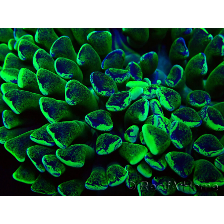 WYSIWYG Euphyllia ancora (Maricultura acclimatata sotto LED) 8 (Scheletro 6 cm / Aperto 12 cm)
