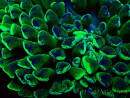 WYSIWYG Euphyllia ancora (Mariculture acclimaté sous LED) 18C5 (Skeleton 4 cm/Open 6 cm)