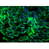 WYSIWYG Euphyllia ancora (Mariculture acclimated under LED) 8 (Skeleton 6 cm/Open 12 cm)