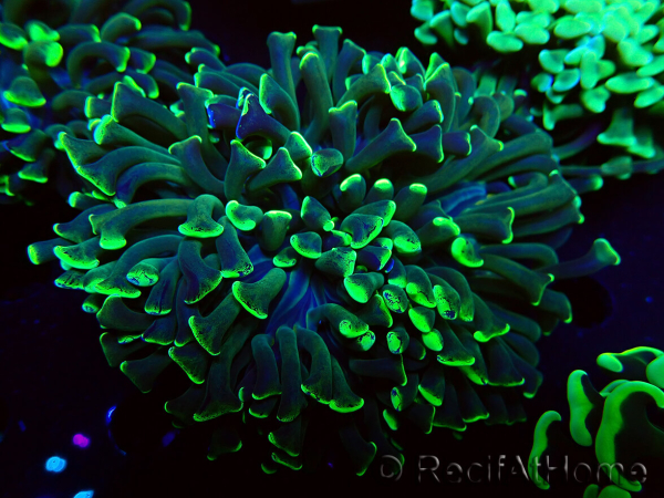 WYSIWYG Euphyllia ancora (Maricoltura acclimatata sotto LED) 9 (Scheletro 6 cm/Aperto 12 cm)