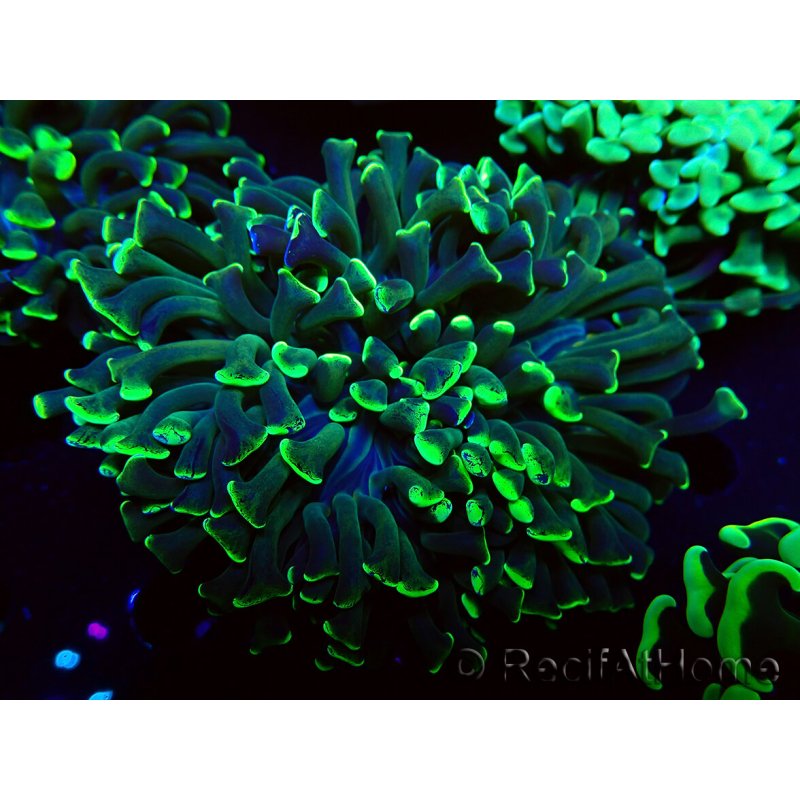 WYSIWYG Euphyllia ancora (Mariculture acclimaté sous LED) 18C6 (Skeleton 5.5 cm/Open 7 cm)