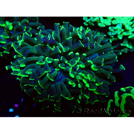 WYSIWYG Euphyllia ancora(Mariculture acclimaté sous LED) 9 (Skeleton 6 cm/Open 12 cm)