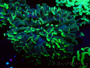 WYSIWYG Euphyllia ancora (Maricultura aclimatada bajo LED) 9 (Esqueleto 6 cm/Abierto 12 cm)