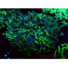 WYSIWYG Euphyllia ancora (Mariculture acclimated under LED) 9 (Skeleton 6 cm/Open 12 cm)