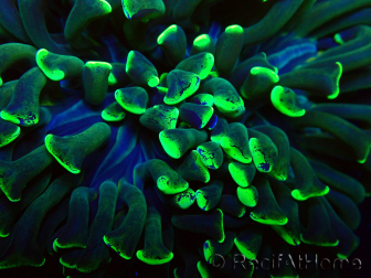 WYSIWYG Euphyllia ancora (Maricoltura acclimatata sotto LED) 9 (Scheletro 6 cm/Aperto 12 cm)