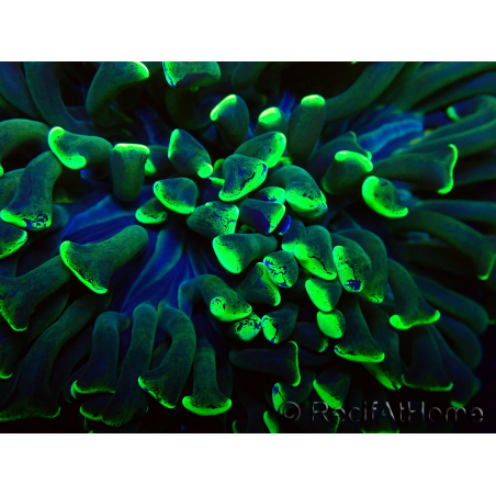 WYSIWYG Euphyllia ancora (Maricoltura acclimatata sotto LED) 9 (Scheletro 6 cm/Aperto 12 cm)