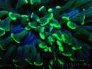 WYSIWYG Euphyllia ancora (Maricoltura acclimatata sotto LED) 9 (Scheletro 6 cm/Aperto 12 cm)