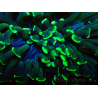 WYSIWYG Euphyllia ancora (Marikultur, akklimatisiert unter LED) 9 (Skelett 6 cm/Geschlossen 12 cm)