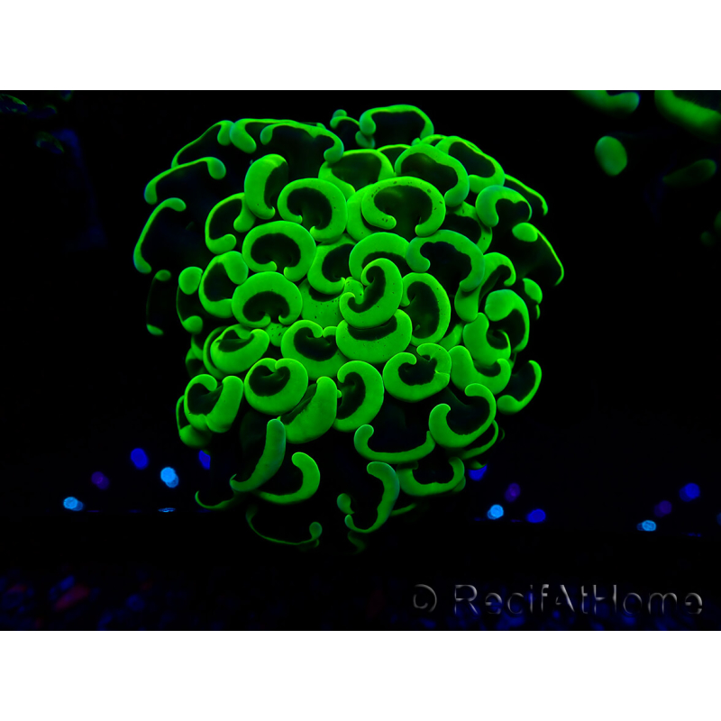 WYSIWYG Euphyllia ancora (Maricultura aclimatada bajo LED) 5 (Esqueleto 7 cm/Abierto 11 cm)