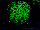 WYSIWYG Euphyllia ancora (Maricultura acclimatata sotto LED) 5 (Scheletro 7 cm/Aperto 11 cm)
