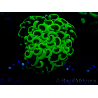 WYSIWYG Euphyllia ancora (Maricultura aclimatada bajo LED) 5 (Esqueleto 7 cm/Abierto 11 cm)