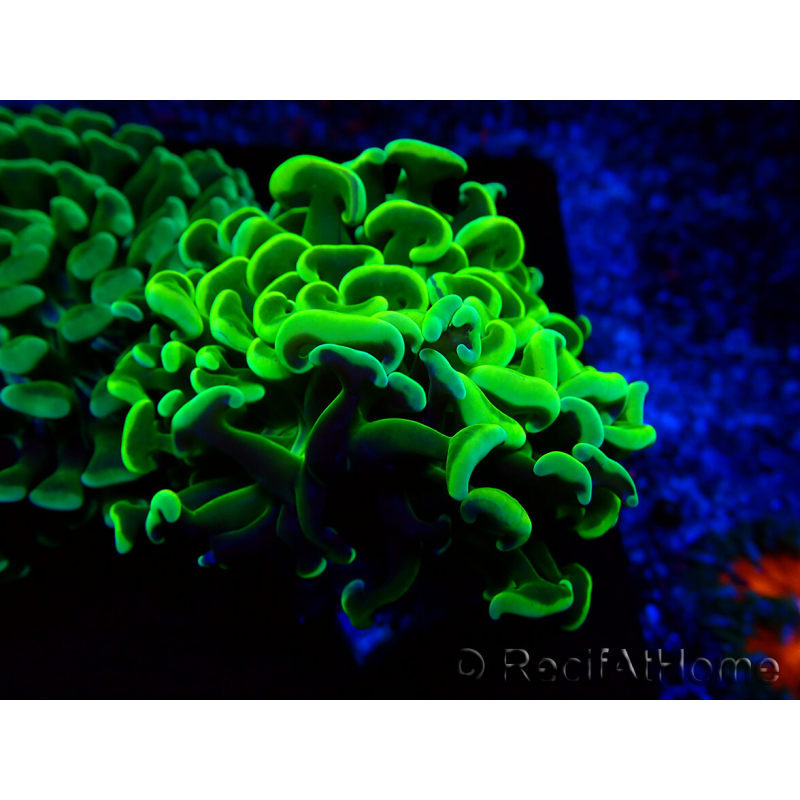 WYSIWYG Euphyllia ancora (Maricultura aclimatada bajo LED) 5 (Esqueleto 7 cm/Abierto 11 cm)