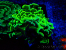 WYSIWYG Euphyllia ancora (Maricultura acclimatata sotto LED) 5 (Scheletro 7 cm/Aperto 11 cm)