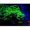 WYSIWYG Euphyllia ancora (Acclimated Mariculture under LED) 5 (Skeleton 7 cm/Open 11 cm)