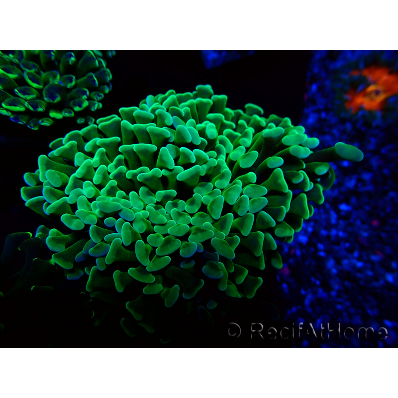 WYSIWYG Euphyllia ancora (Mariculture acclimated under LED) 8 (Skeleton 6 cm/Open 12 cm)